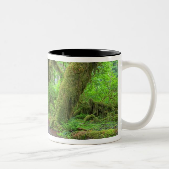 Caneca De Café Em Dois Tons EUA, Washington, Parque Nacional Olímpico, Chuva d (Direita)