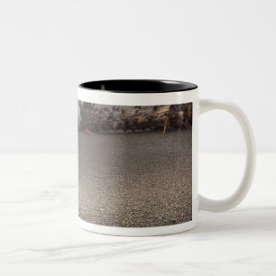 Caneca De Café Em Dois Tons EUA, Washington, Parque Nacional Olímpico, Rialto