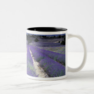 Caneca De Café Em Dois Tons Europa, França, Provença. Campos de lavanda