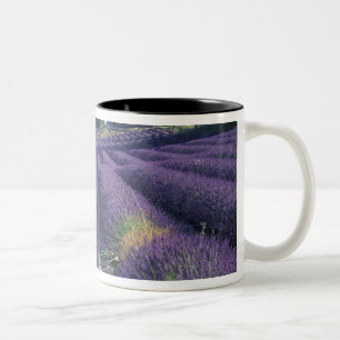 Caneca De Café Em Dois Tons Europa, França, Provença. Campos de lavanda