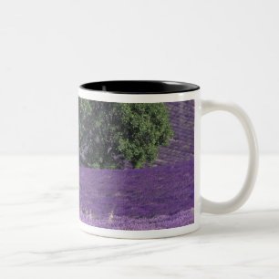 Caneca De Café Em Dois Tons Europa, França, Provença, Sault, Campos de lavanda
