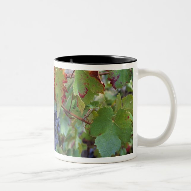 Caneca De Café Em Dois Tons Europa, França, Roussillon. Vinhas, com (Direita)
