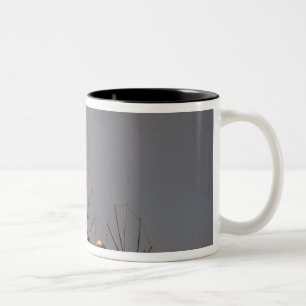 Caneca De Café Em Dois Tons Europa, Grécia, Mykonos. moinho de vento com arco-