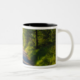 Caneca De Café Em Dois Tons Europa, Itália, Toscana, estrada arborizada