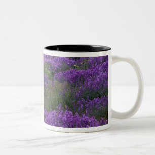 Caneca De Café Em Dois Tons Europa, Turquia, Capadócia. Paisagem rural 2