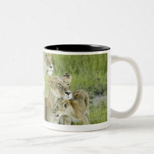 Caneca De Café Em Dois Tons Família do leão em Kenya, África