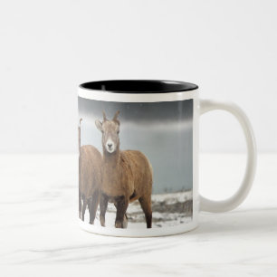 Caneca De Café Em Dois Tons Família dos carneiros de montanha