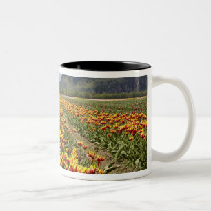 Caneca De Café Em Dois Tons Fazenda Tulip perto de Agassiz, Colúmbia Britâni