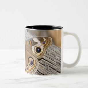 Caneca De Café Em Dois Tons Feche acima da borboleta comum do buckeye (Junonia