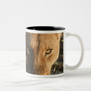 Caneca De Café Em Dois Tons Feche acima da leoa (Panthera leo) e do filhote