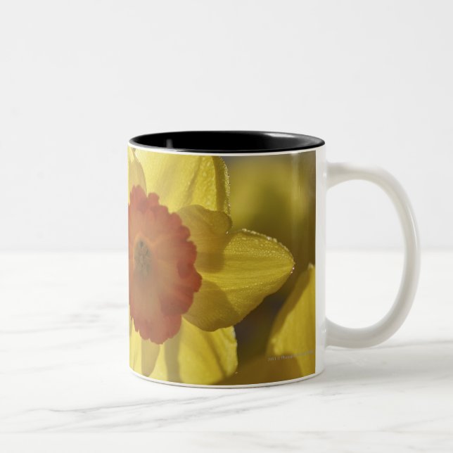 Caneca De Café Em Dois Tons Feche acima Daffodil amarelo/alaranjado (Direita)