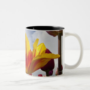 Caneca De Café Em Dois Tons Feche acima das tulipas de florescência coloridas