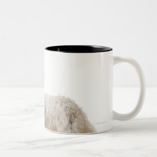 Caneca De Café Em Dois Tons Feche acima de um terrier