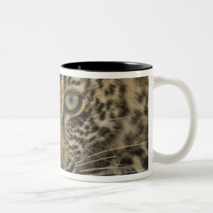 Caneca De Café Em Dois Tons Feche acima do leopardo, maior nacional 2 de