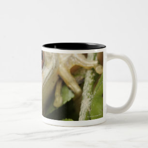 Caneca De Café Em Dois Tons Feche acima do sapo de árvore da floresta