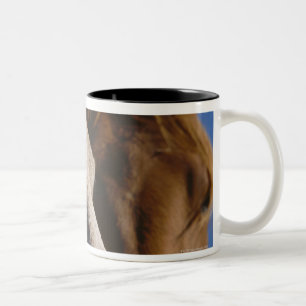 Caneca De Café Em Dois Tons Feche acima dos cavalos