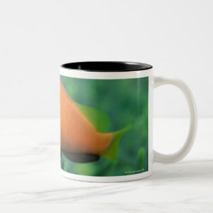 Caneca De Café Em Dois Tons Feche acima dos peixes de anêmona de Maldives,
