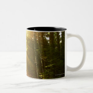 Caneca De Café Em Dois Tons Feixes de Sun através da floresta no parque