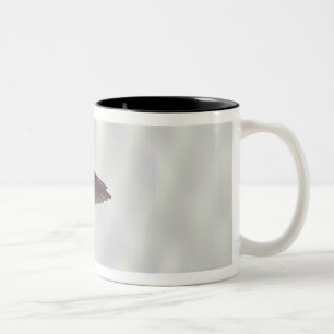 Caneca De Café Em Dois Tons fêmea brilhante Verde-coroada do jacula de