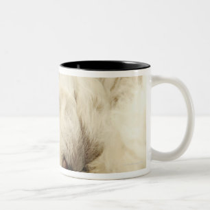 Caneca De Café Em Dois Tons Filhote de cachorro da caniche do sono