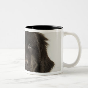 Caneca De Café Em Dois Tons Filhote de cachorro de Terra Nova, tiro do estúdi