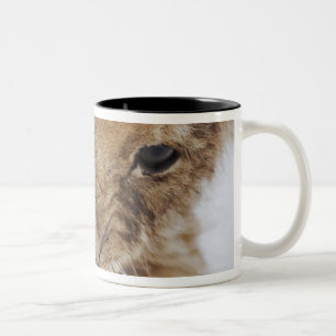 Caneca De Café Em Dois Tons Filhote de leão (Panthera leo) que lambe a pata,