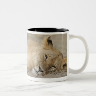 Caneca De Café Em Dois Tons Filhote que descansa, jogo do leão (Panthera leo)