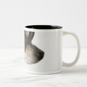 Caneca De Café Em Dois Tons Fim-acima da chihuahua, vista lateral