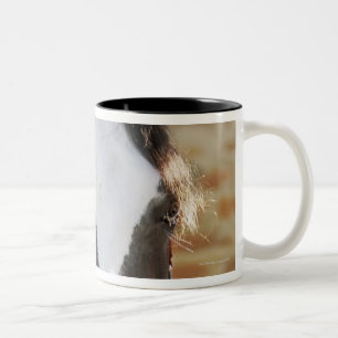 Caneca De Café Em Dois Tons Fim-acima de um cavalo amarrado em um estábulo