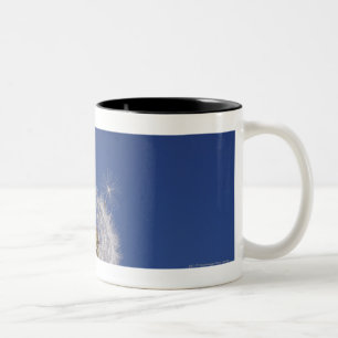 Caneca De Café Em Dois Tons Fim-acima de um dente-de-leão