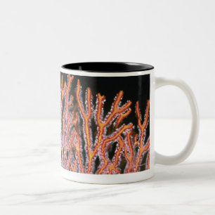 Caneca De Café Em Dois Tons Fim-acima de um fã de mar de Gorgonian