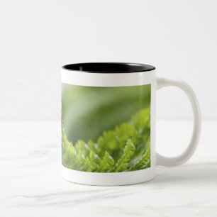 Caneca De Café Em Dois Tons Fim-acima de um joaninha em um ramo