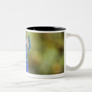 Caneca De Café Em Dois Tons Fim-acima de um pavão