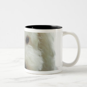 Caneca De Café Em Dois Tons Fim-acima de uma caniche diminuta