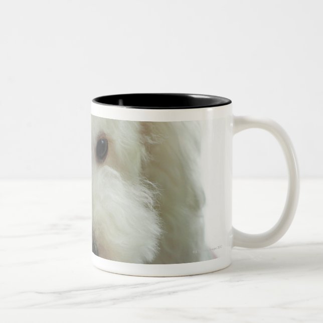 Caneca De Café Em Dois Tons Fim-acima de uma caniche diminuta (Direita)