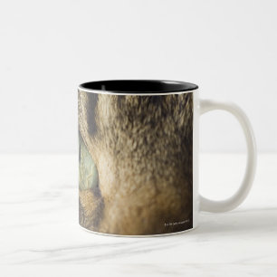 Caneca De Café Em Dois Tons Fim-acima do gato (foco no olho)