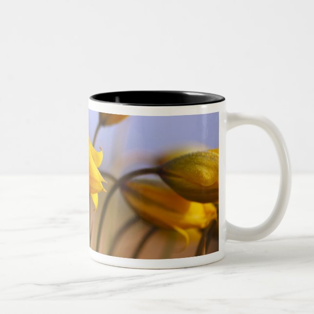 Caneca De Café Em Dois Tons Fim-acima dos daffodils (Direita)