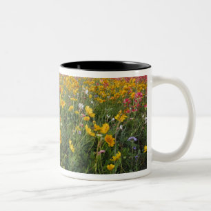 Caneca De Café Em Dois Tons Flores selvagens na estrada no Texas, primavera