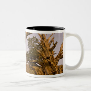 Caneca De Café Em Dois Tons Floresta de Bristlecone Antiga, Montanhas Brancas,
