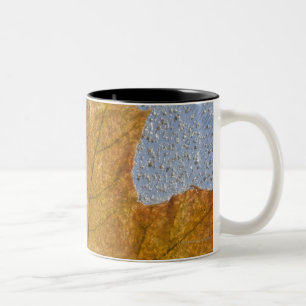 Caneca De Café Em Dois Tons Folha de bordo amarela sob a água