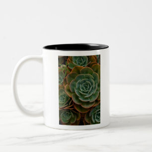 Caneca De Café Em Dois Tons Fotografia da Placa de Flor Verde Suculenta