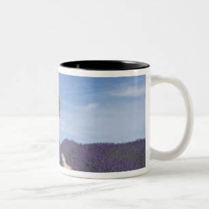 Caneca De Café Em Dois Tons França, Provença. Fileiras de lavanda em flor. 4