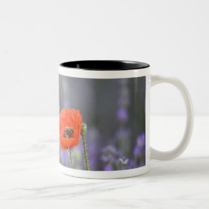 Caneca De Café Em Dois Tons França, Provença. Papoula solitária em campo de