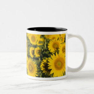 Caneca De Café Em Dois Tons França, Provença, Valensole. Campo de