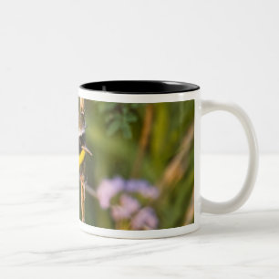 Caneca De Café Em Dois Tons Frequentes Yellowthroat Geothlypis trichas), macho