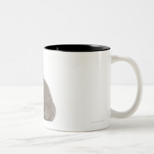Caneca De Café Em Dois Tons Gatinho britânico de Shorthair (10 semanas velho)