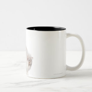 Caneca De Café Em Dois Tons Gatinho persa (3 meses velho)