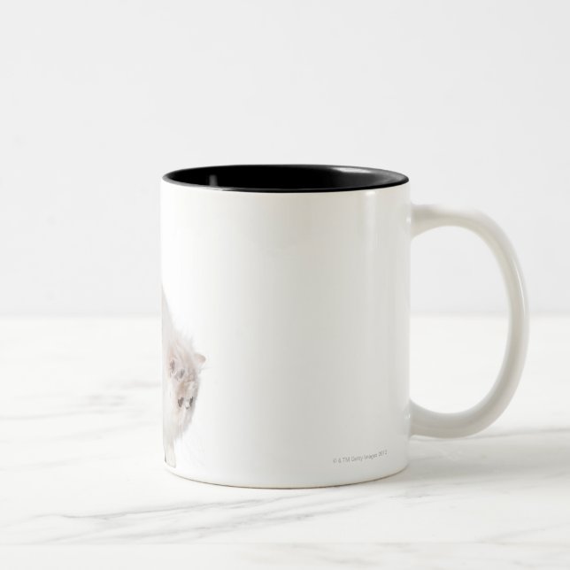 Caneca De Café Em Dois Tons Gatinho persa (3 meses velho) (Direita)