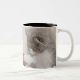 Caneca De Café Em Dois Tons Gatinho persa que olha a caixa de maca