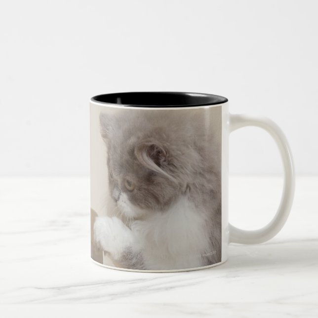 Caneca De Café Em Dois Tons Gatinho persa que olha a caixa de maca (Direita)